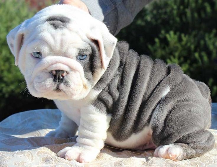 English Bulldog dog breeder in Ahmedabad
