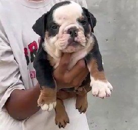 English Bulldog Female price in Ahmedabad