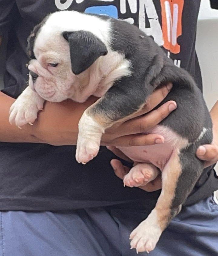 English Bulldog Male Price in Ahmedabad