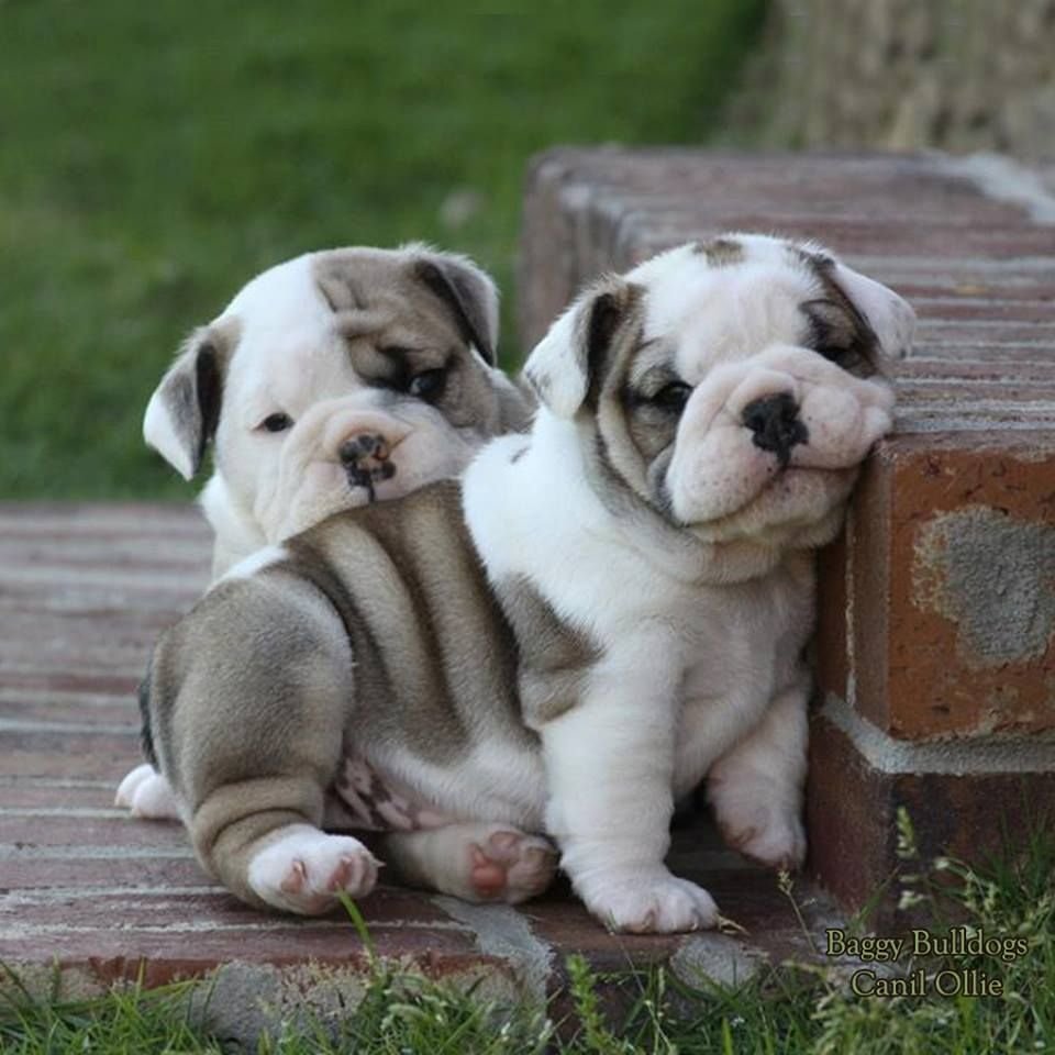 Pure Breed English Bulldog price in Ahmedabad