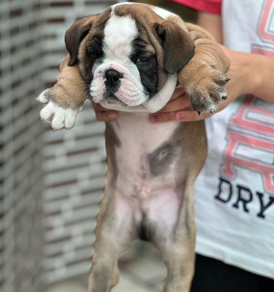 English Bulldog online price in Ahmedabad
