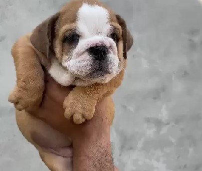 English Bulldog Price In Bangalore