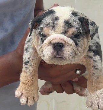 English Bulldog dog breeder in Bangalore