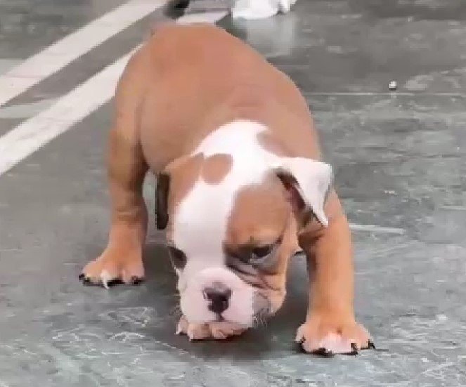 English Bulldog Male Price in Bangalore