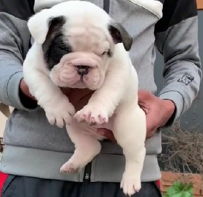 English Bulldog online price in Bangalore