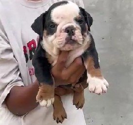 English bulldog price in mumbai