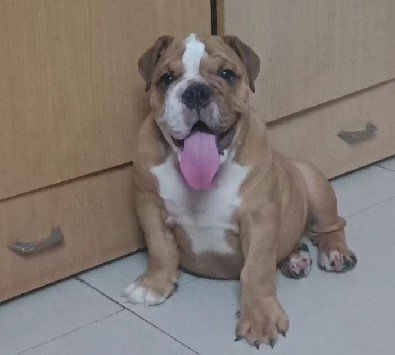 English Bulldog dog breeder in Chennai