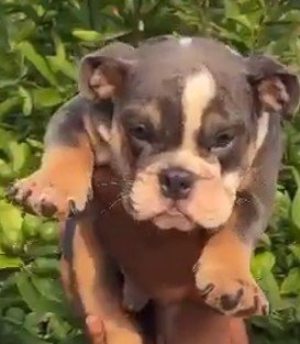 English Bulldog Female price in Chennai