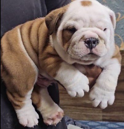 English Bulldog Male Price in Chennai
