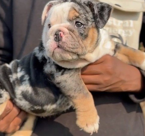 Pure Breed English Bulldog price in Chennai