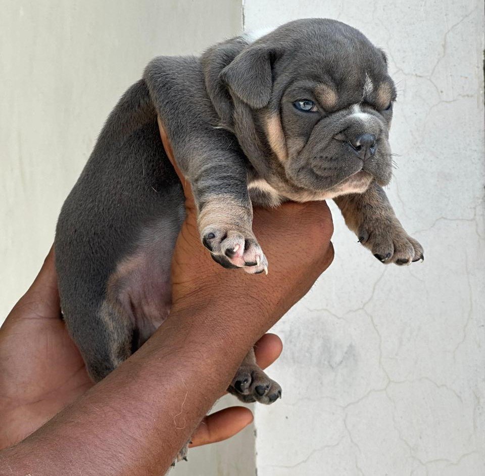 English Bulldog online price in Chennai
