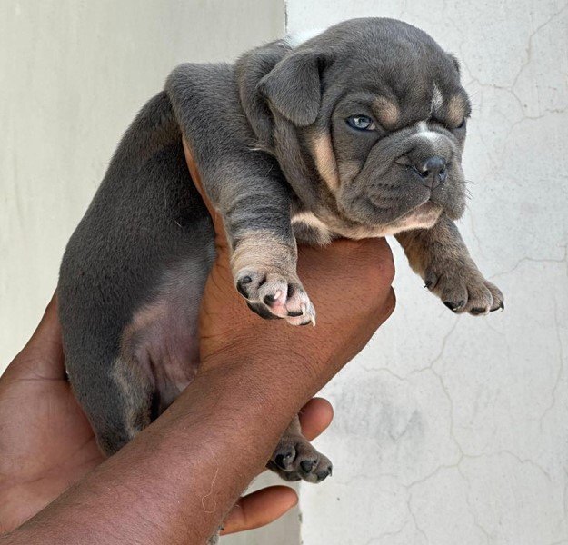 english-bulldog male price in goa
