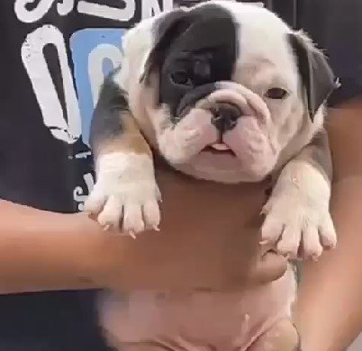 english-bulldog price in goa