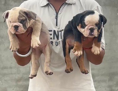 English Bulldog dog breeder in Hyderabad