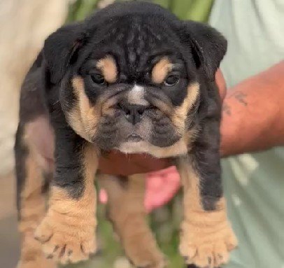 English Bulldog Male Price in Hyderabad