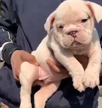 Pure Breed English Bulldog price in Hyderabad