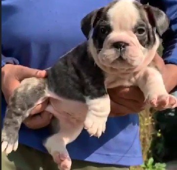 English Bulldog online price in Hyderabad