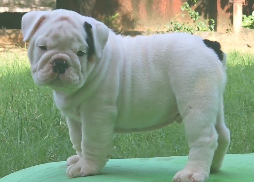 English Bulldog Price In Kolkata