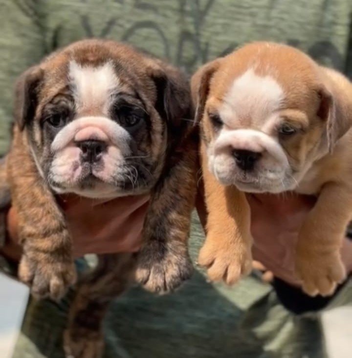 English Bulldog Female price in Kolkata