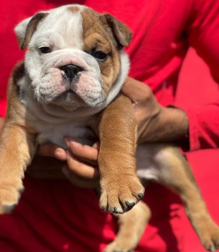 English Bulldog Male Price in Kolkata