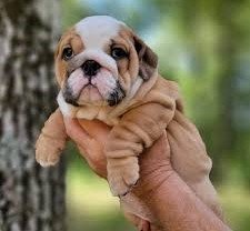 Pure Breed English Bulldog price in Kolkata