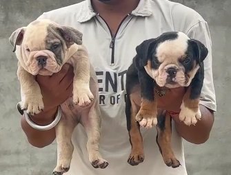 English Bulldog online price in Kolkata