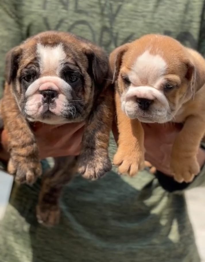 English Bulldog price in pune