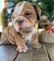 English Bulldog male price in pune