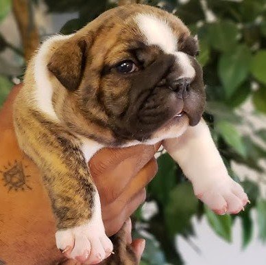 English Bulldog puppies price in pune