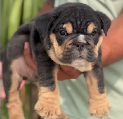 English Bulldog dog breder in pune