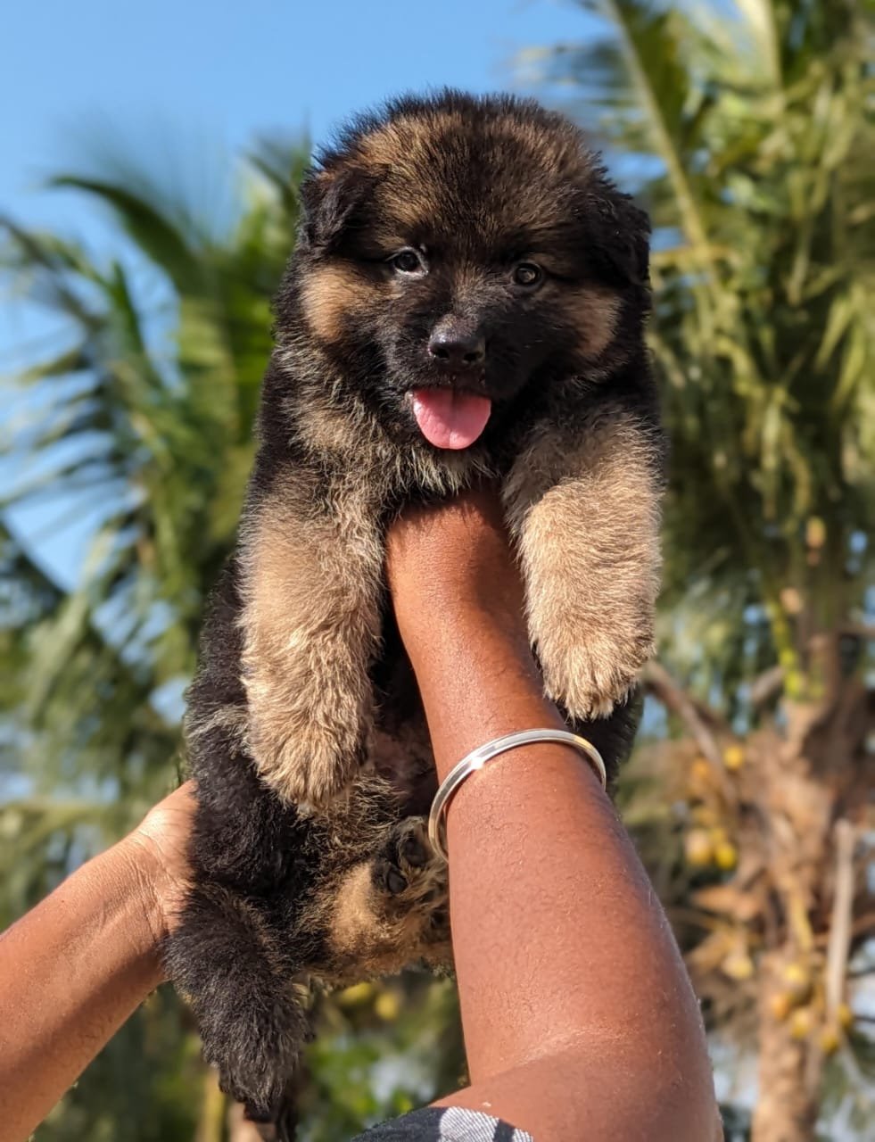 German Shepherd dog breeder in Ahmedabad