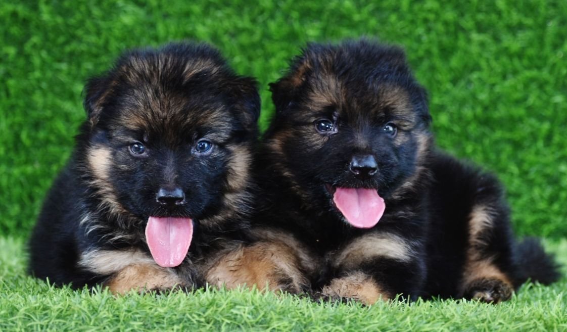 German Shepherd Female price in Ahmedabad
