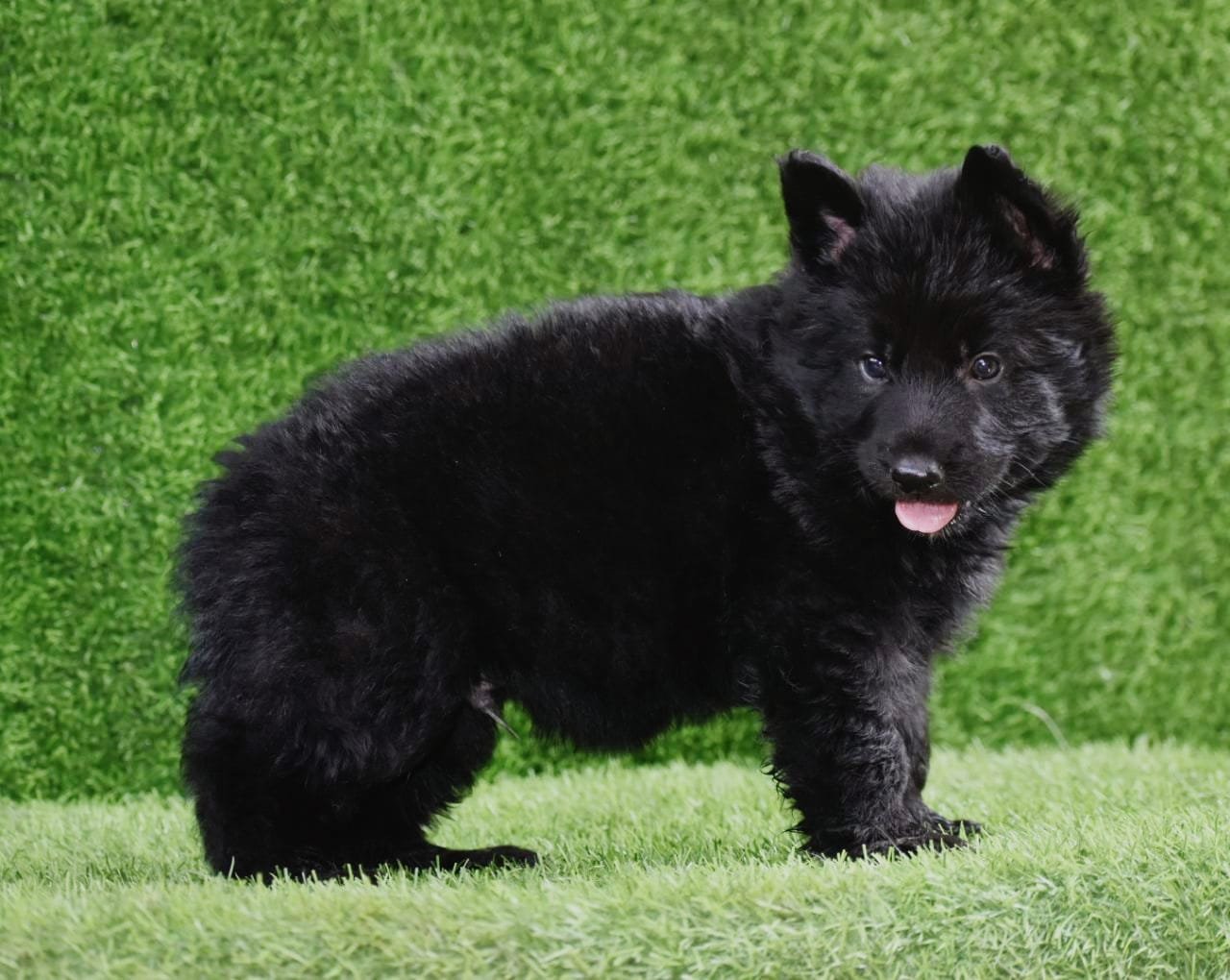 German Shepherd Male Price in Ahmedabad