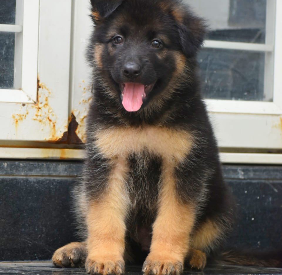 Pure Breed German Shepherd price in Ahmedabad