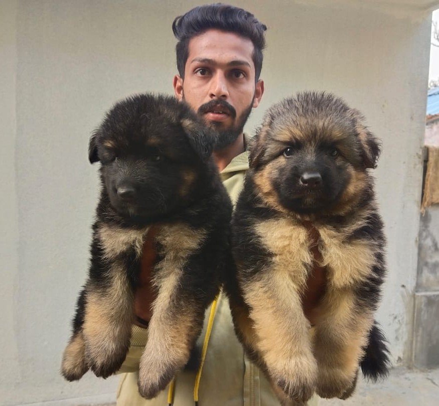 German Shepherd Female price in Bangalore