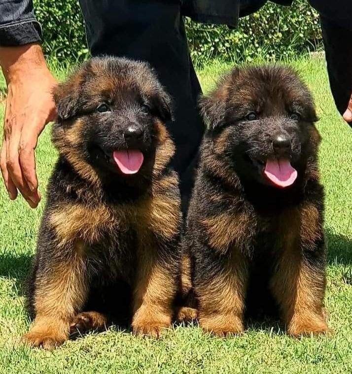 German Shepherd Price In Bangalore