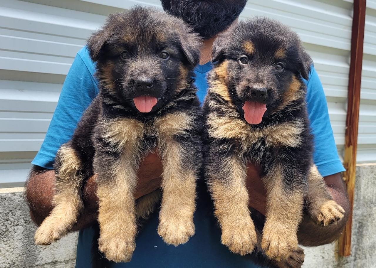 German Shepherd dog breeder in Bangalore