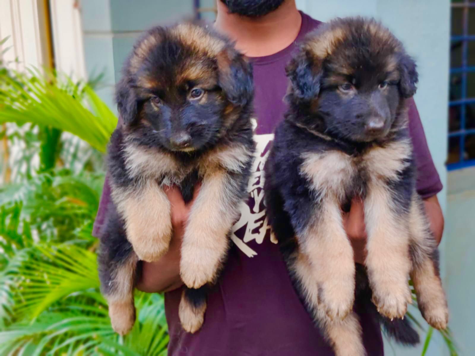 German Shepherd Male Price in Bangalore