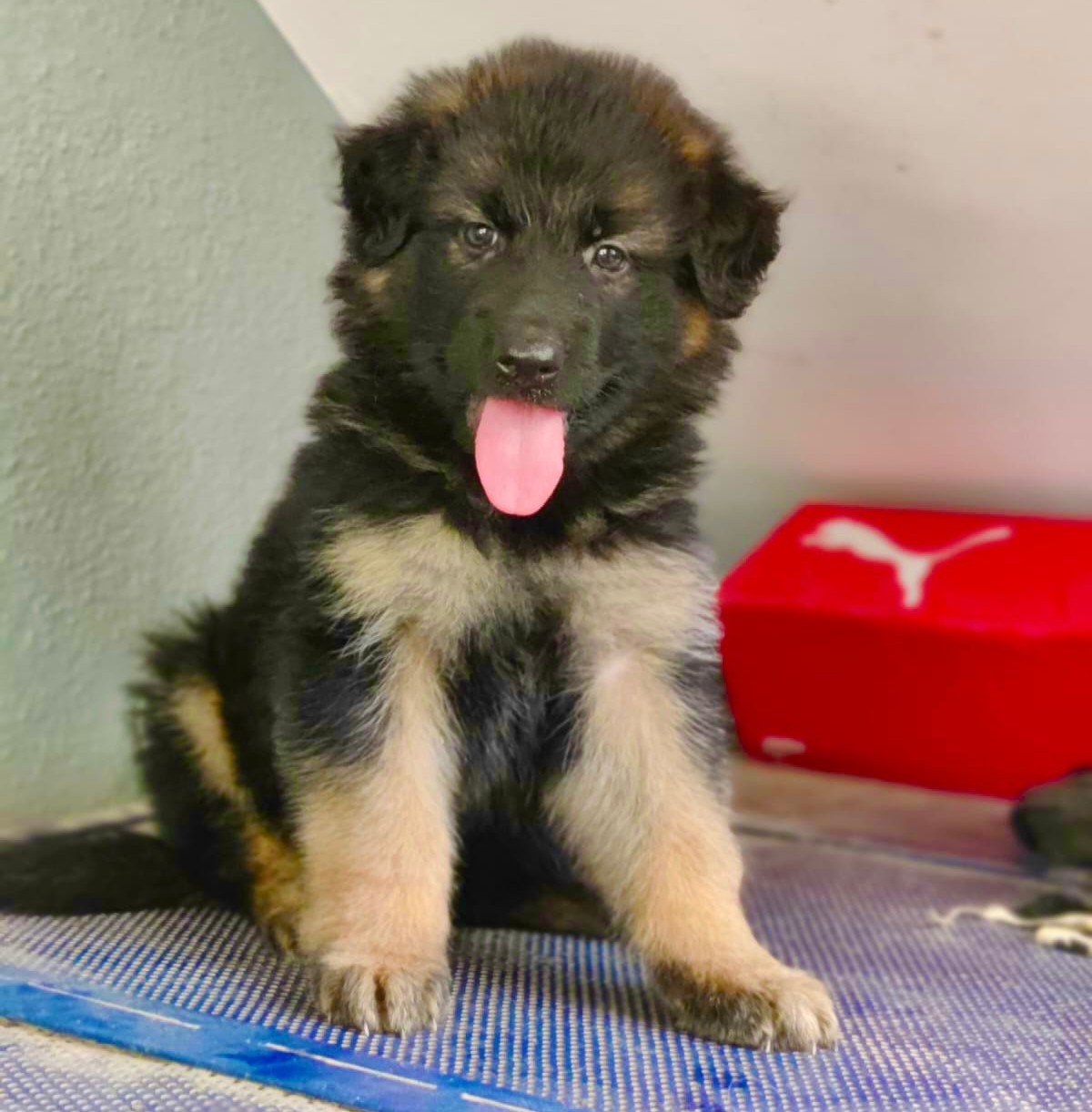 Pure Breed German Shepherd price in Bangalore