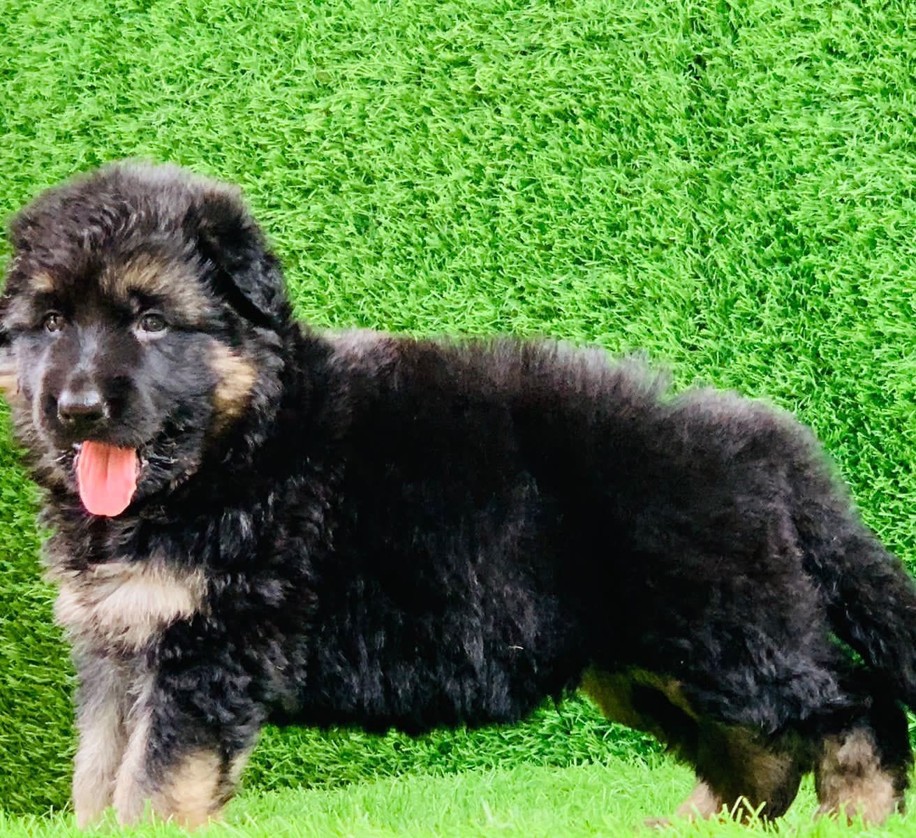 German Shepherd online price in Bangalore