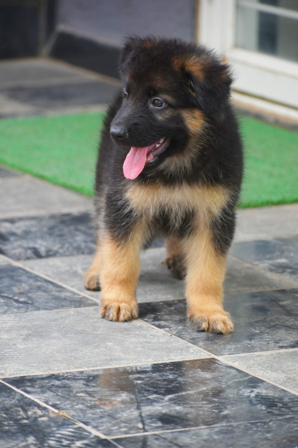 German Shepherd dog breeder in Vizag