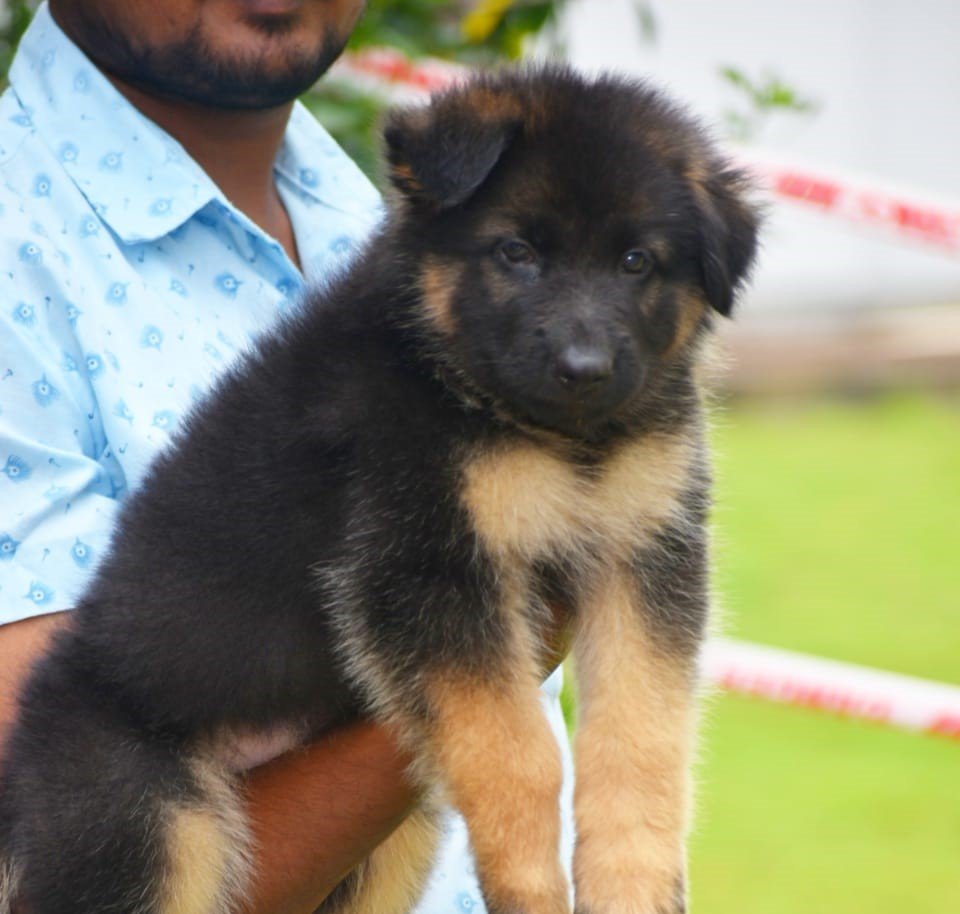 German Shepherd Male Price in Vizag