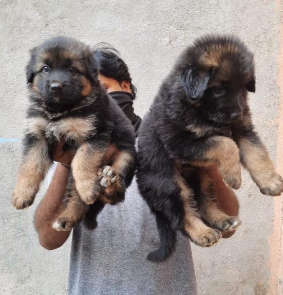Pure Breed German Shepherd price in Vizag