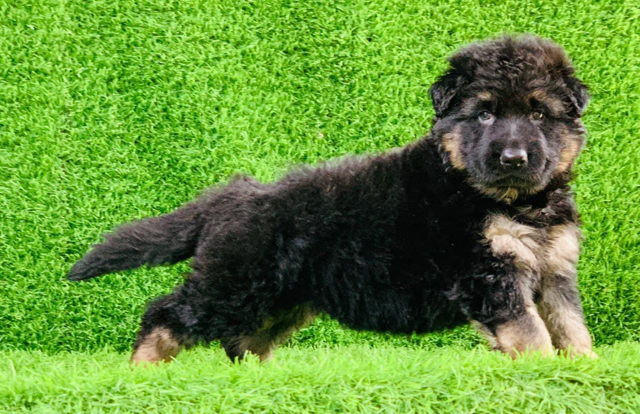 German Shepherd online price in Vizag