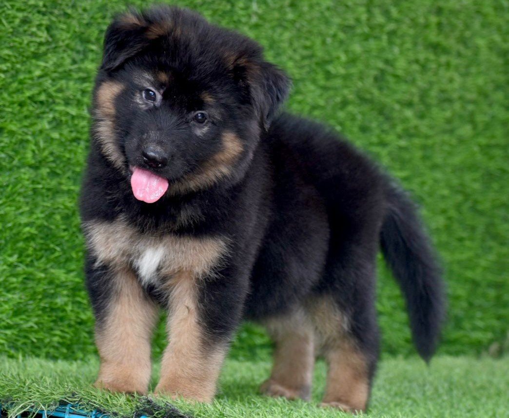 German Shepherd Price In Chennai
