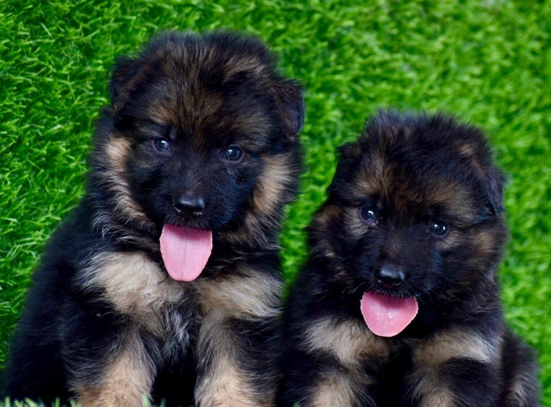 German Shepherd dog breeder in Chennai