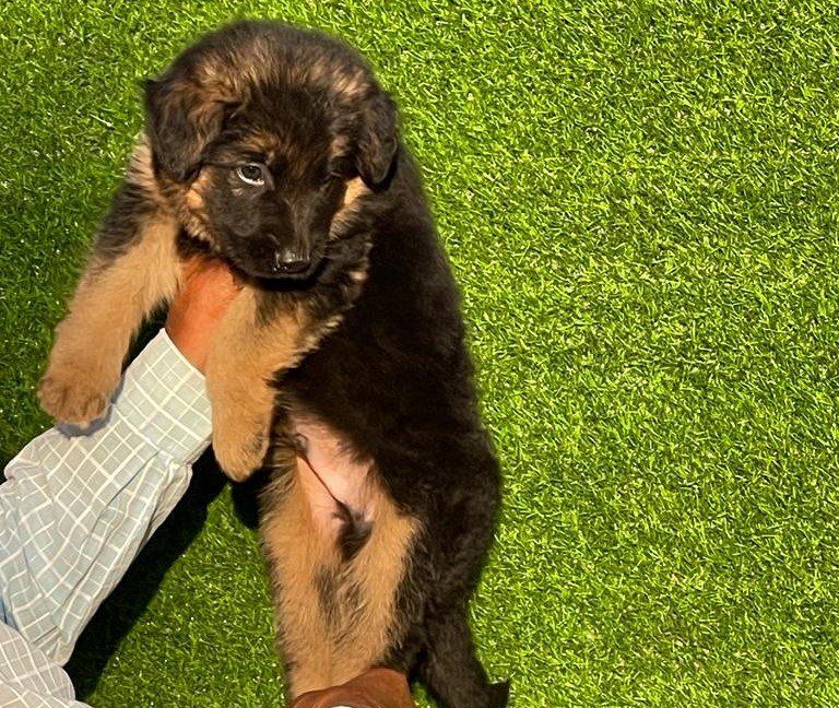 German Shepherd Female price in Chennai