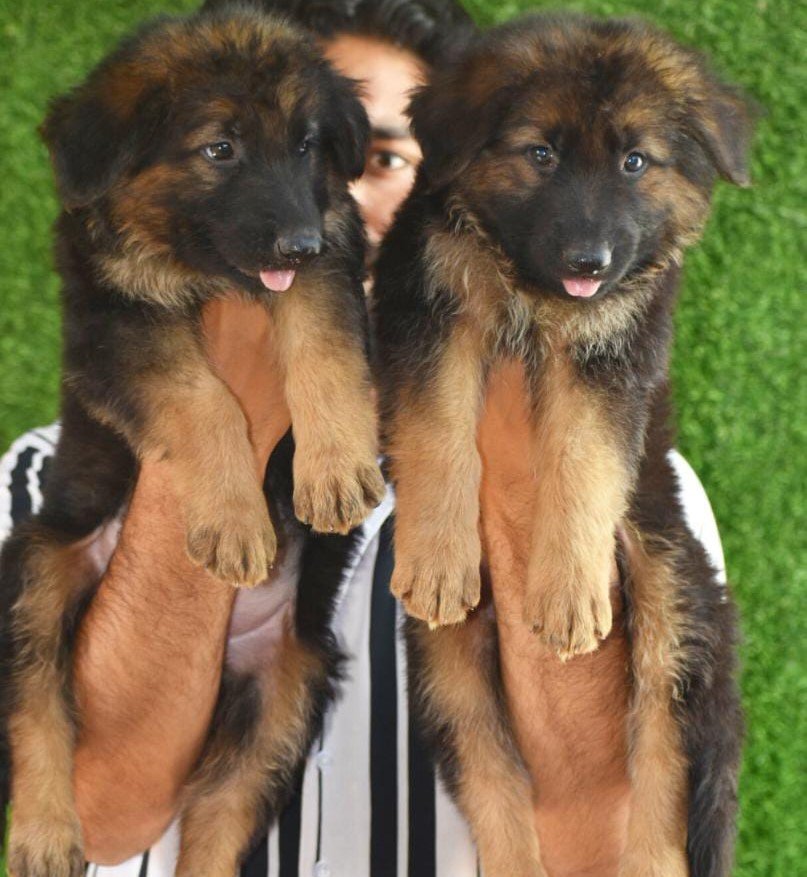 German Shepherd Male Price in Chennai