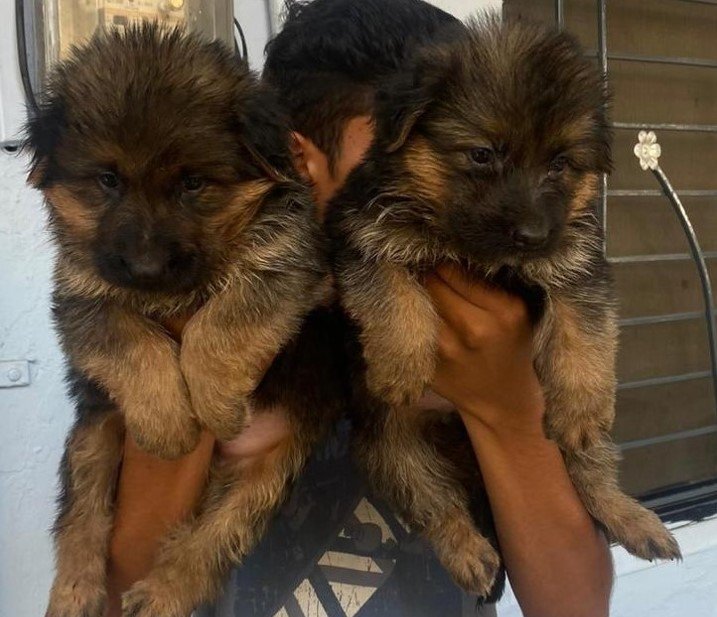 german-shepherd price in goa