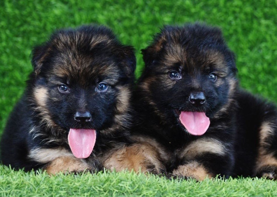 german-shepherd male price in goa